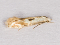 Elachista albidella